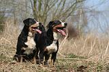 BOUVIER D'APPENZELL 021